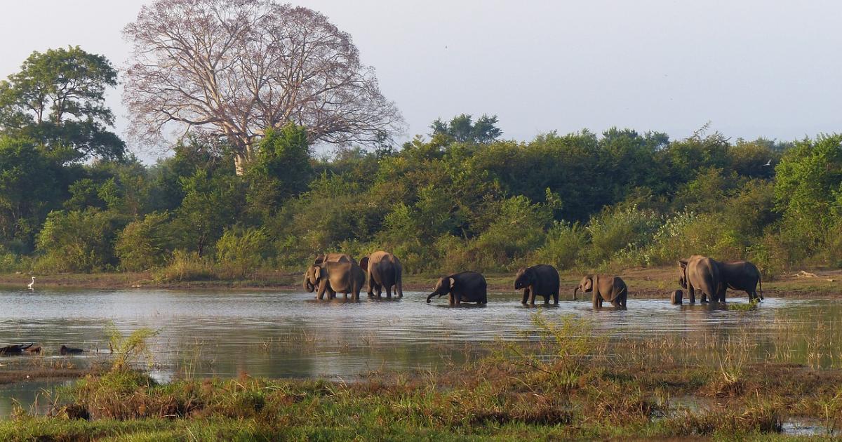 Sfaturi de călătorie - Sri Lanka de Revelion
