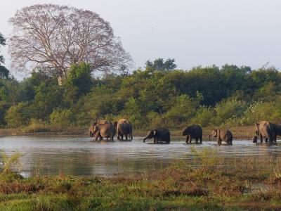 Sfaturi de călătorie - Sri Lanka de Revelion